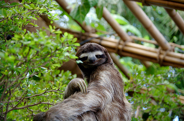 I often ask myself: What Would Sloth Do?